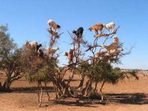 argan_goats_2